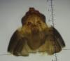Apatania sp.